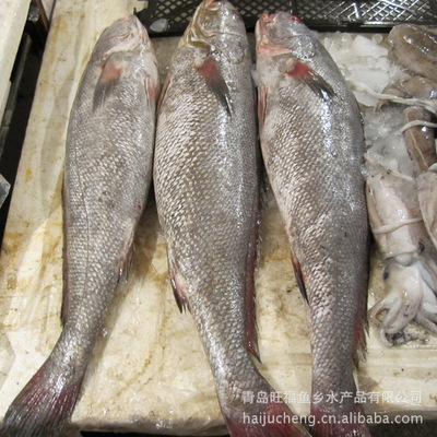 青島旺福魚(yú)鄉(xiāng) 廠(chǎng)家直銷(xiāo)批發(fā)，海產(chǎn)鰲魚(yú)品質(zhì)卓越